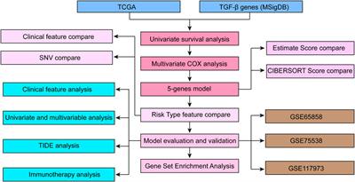 TGF-β Signaling Pathway-Based Model to Predict the Subtype and Prognosis of Head and Neck Squamous Cell Carcinoma